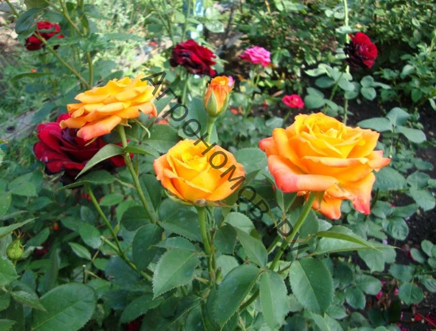 Роза Миракл