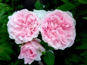 Роза Миранда