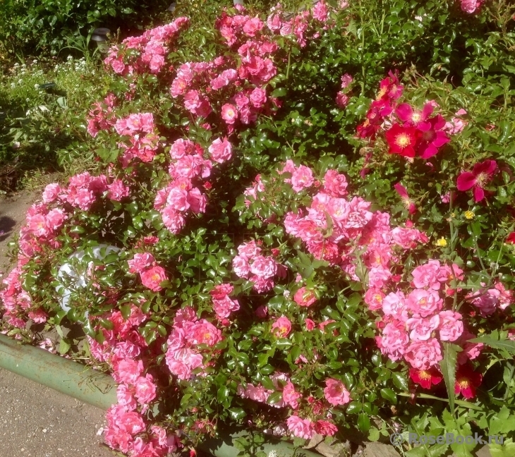 Роза Мирато 2