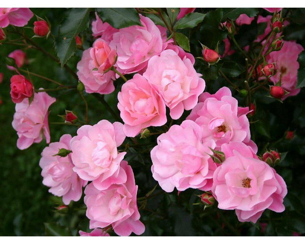 Роза Мирато 4