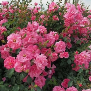 Роза Мирато