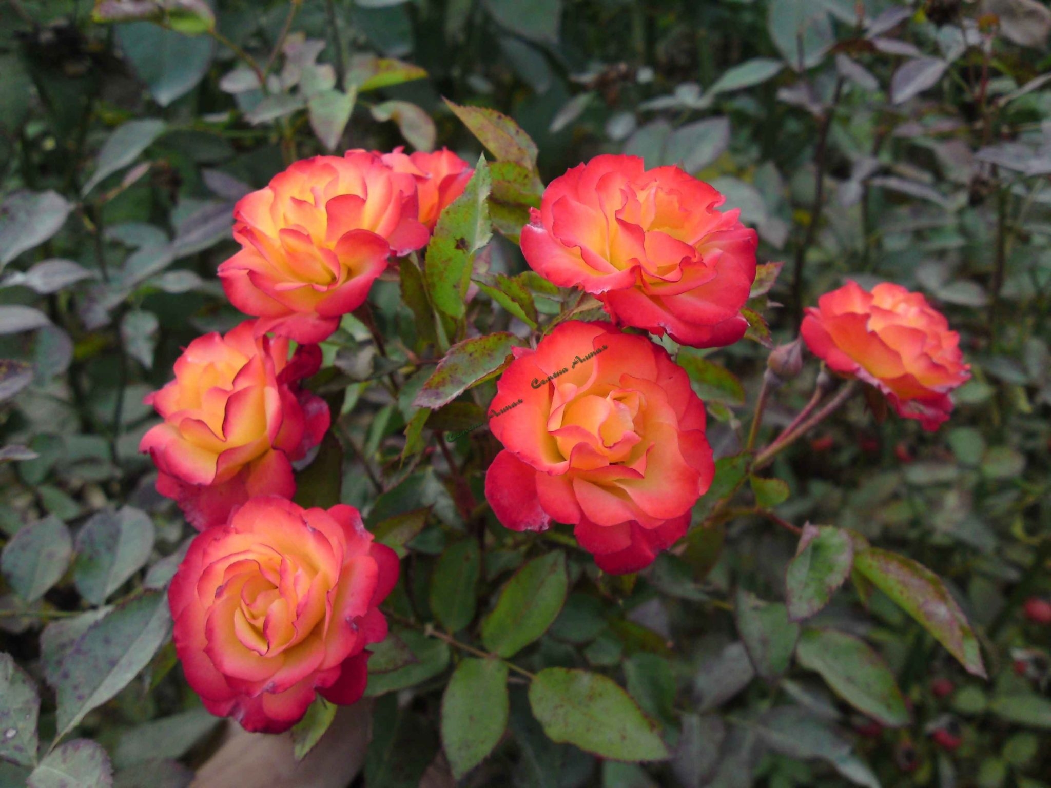 Роза Мираж 2