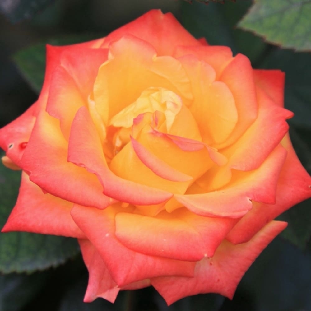 Роза Мираж 3