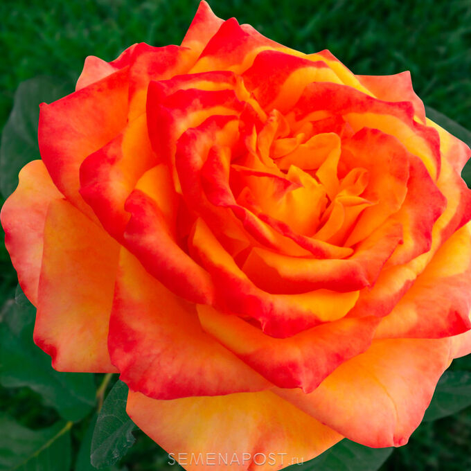 Роза Мираж 4