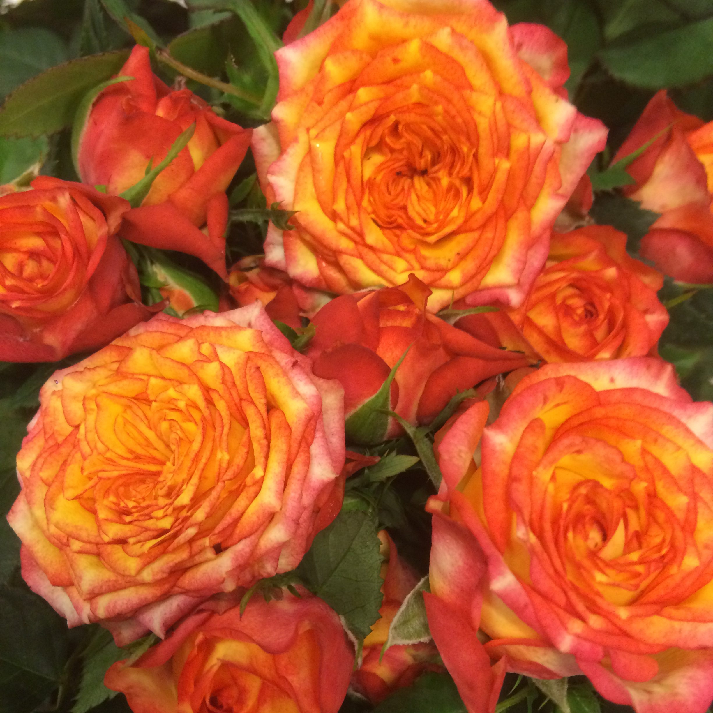 Роза Мираж 5