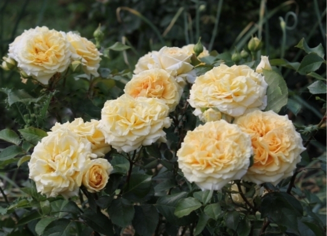 Роза Мирей Дюма 2