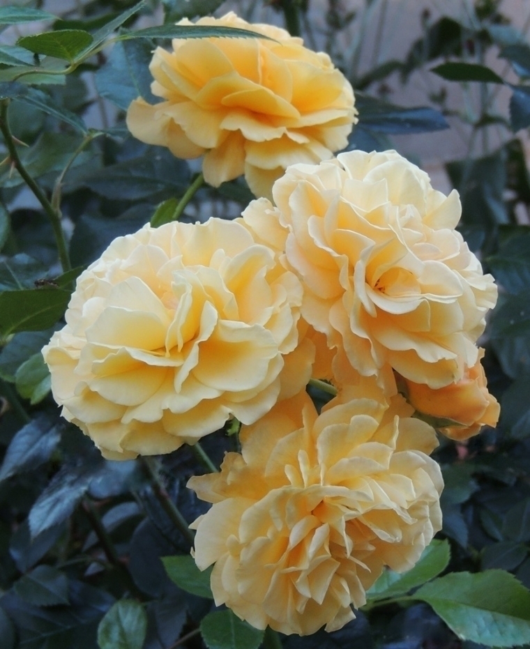 Роза Мирей Дюма 3