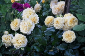 Роза Мирей Дюма