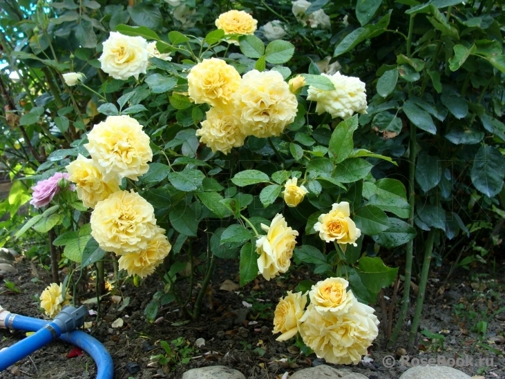 Роза Мирей Дюма 5