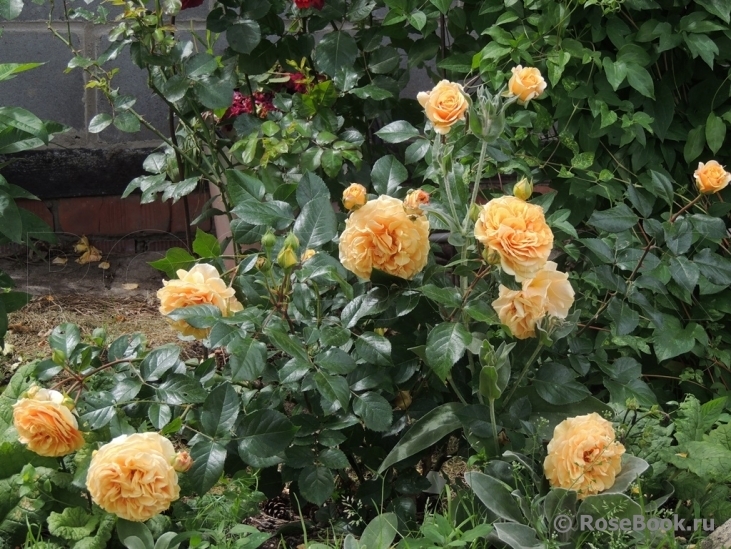 Роза Мирей Дюма 6