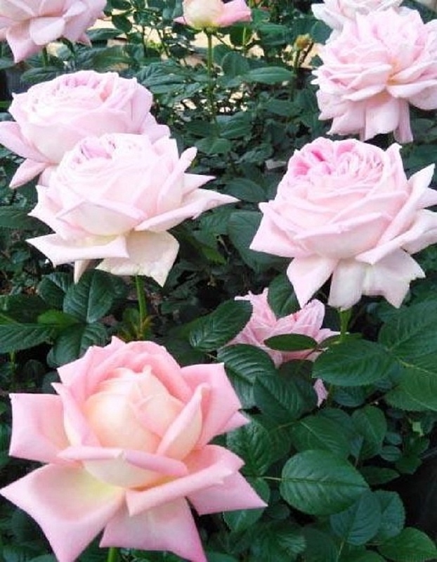 Роза Мириам 2