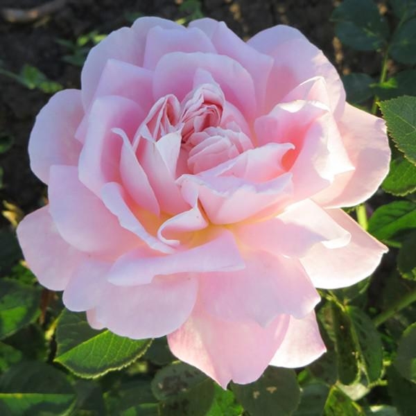 Роза Мириам 3