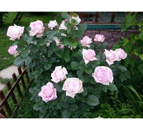 Роза Мириам 4