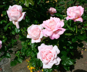 Роза Мириам