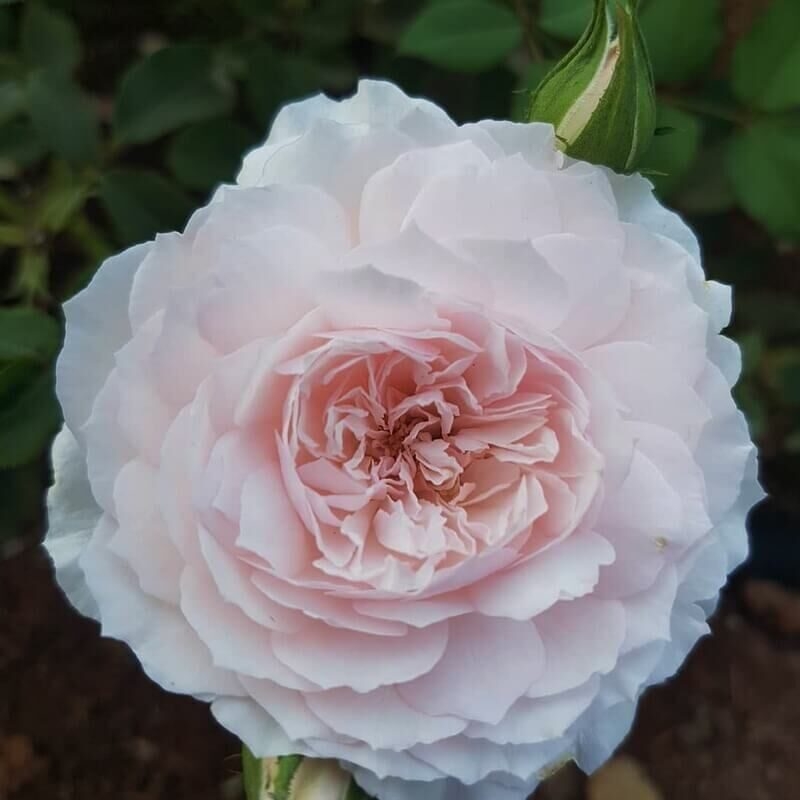 Роза Мисаки 2