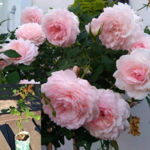 Роза Мисаки