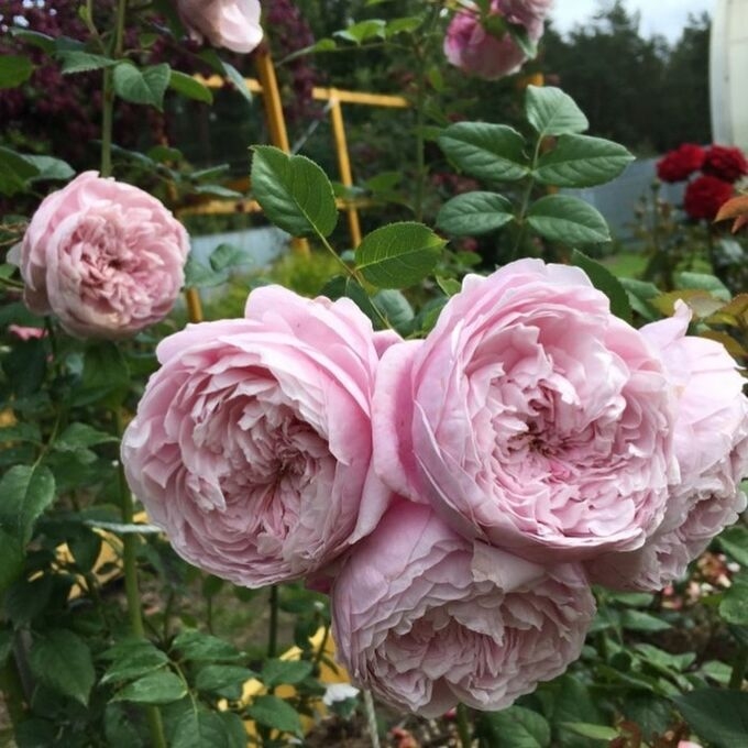 Роза Мисаки 5