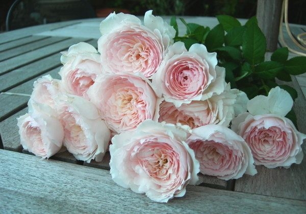 Роза Мисаки 6