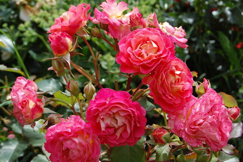 Роза Мишель Бедросьян 5