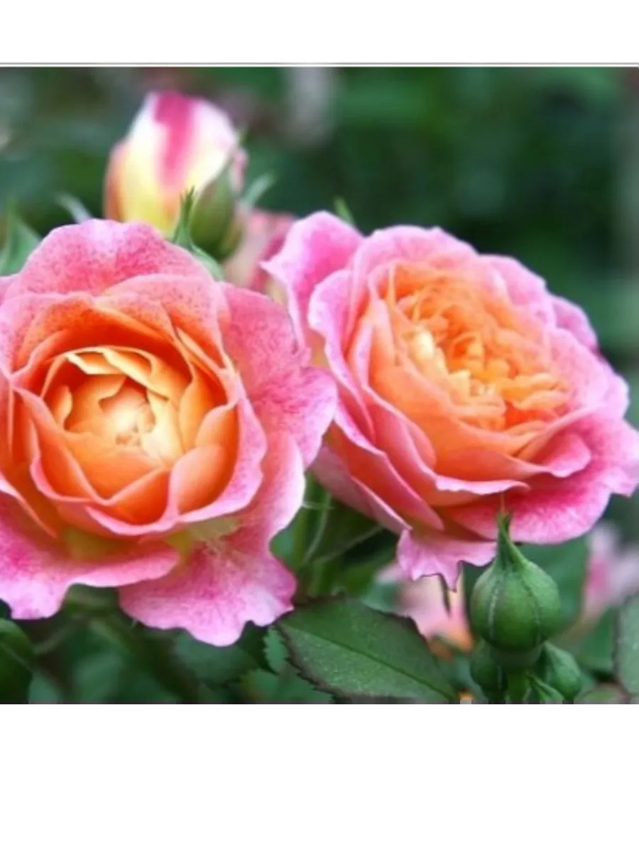 Роза Мишель Бедросьян