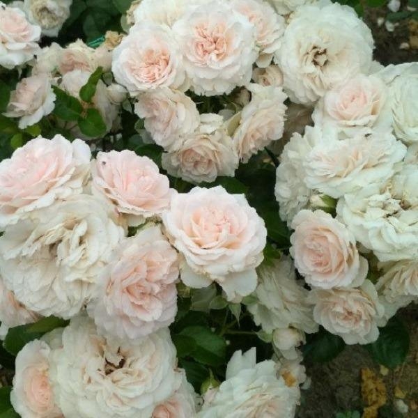 Роза Мисс Диор 2