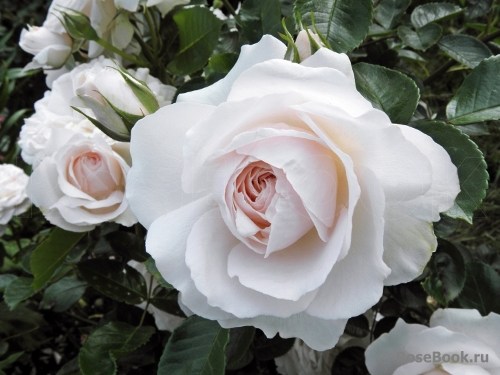 Роза Мисс Диор 3