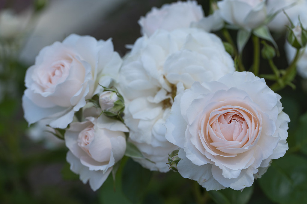 Роза Мисс Диор 4