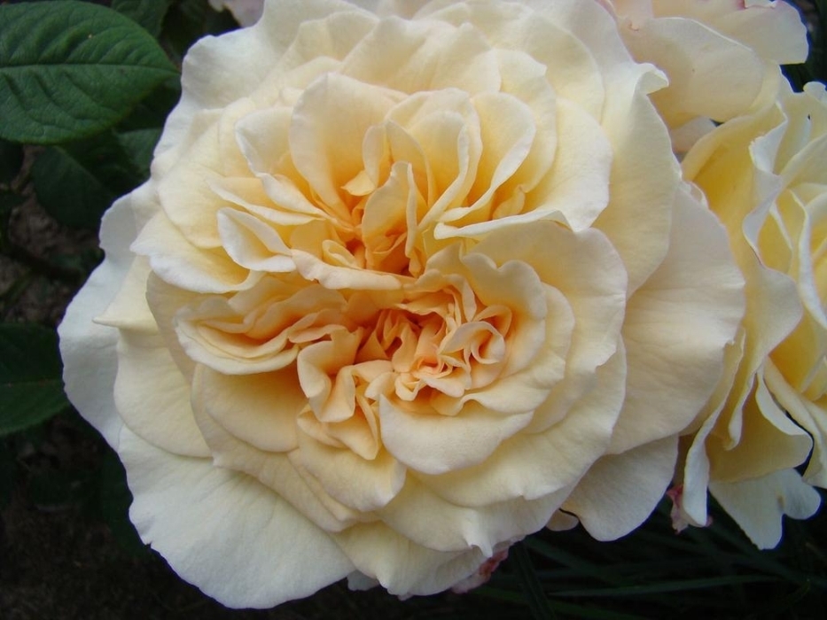 Роза Мисс Файн 2