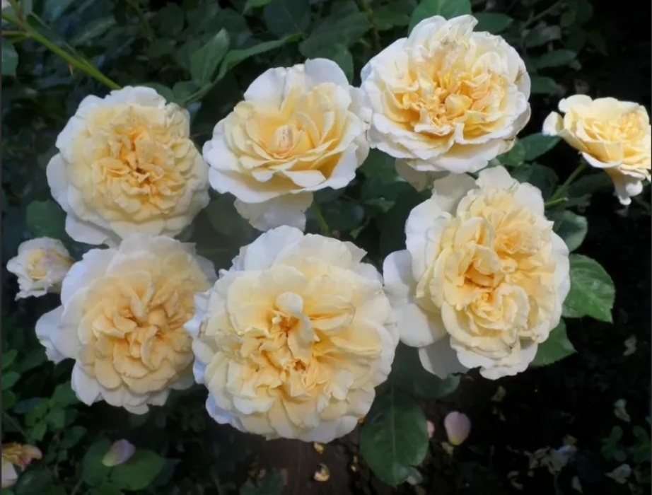 Роза Мисс Файн 3