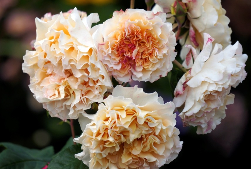 Роза Мисс Файн 4