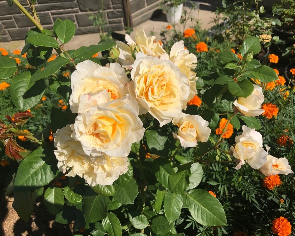 Роза Мисс Файн 5