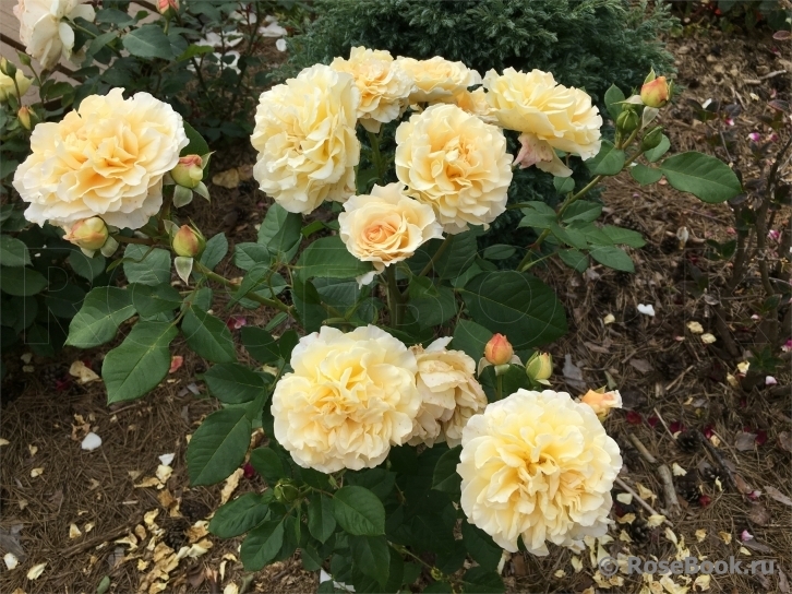 Роза Мисс Файн 6