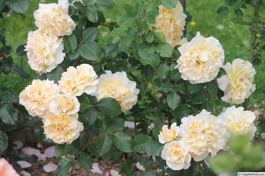 Роза Мисс Файн 7