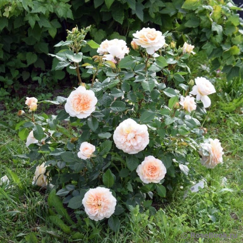 Роза Мисс Файн