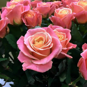 Роза Мисс Пигги