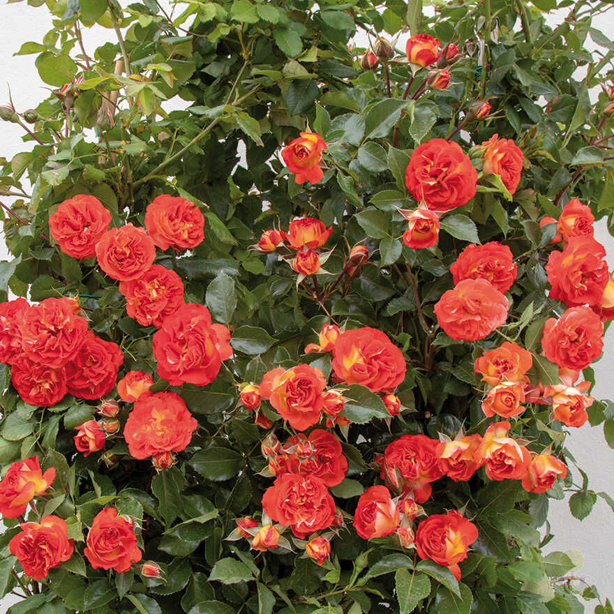 Роза Мисс Танжерин 2