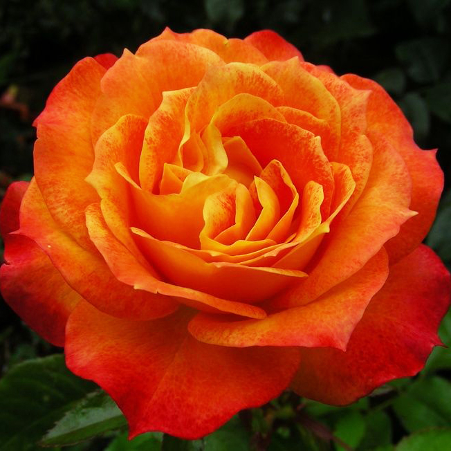 Роза Мисс Танжерин 3