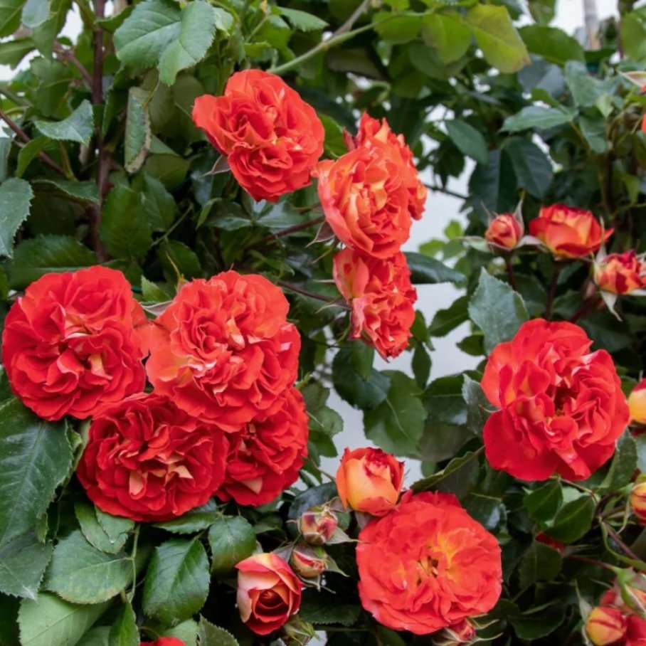 Роза Мисс Танжерин 4