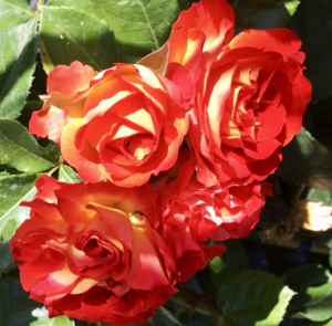 Роза Мисс Танжерин