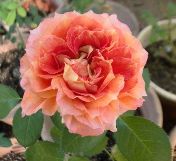 Роза Мисс Танжерин 5