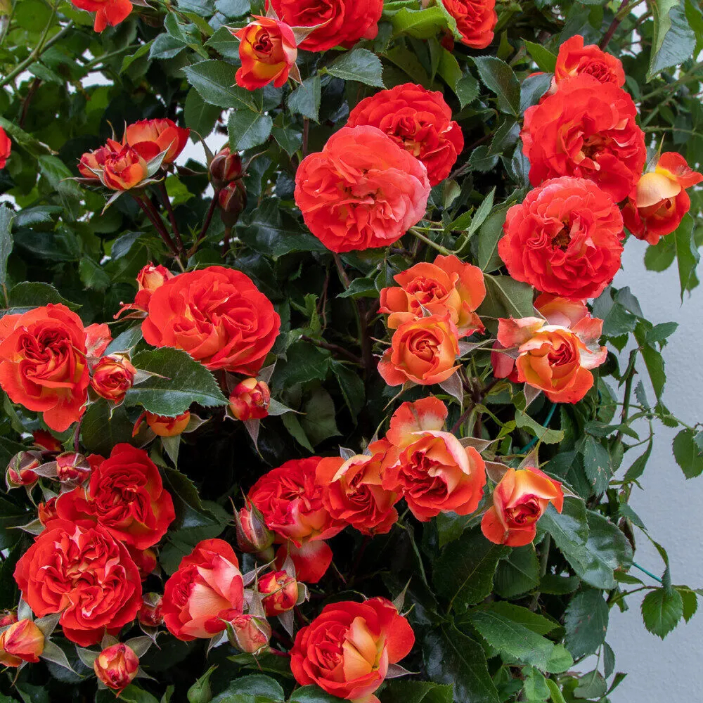 Роза Мисс Танжерин 7