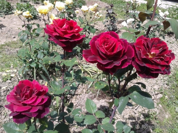 Роза Мистер Линкольн 2