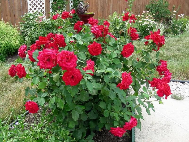 Роза Мистер Линкольн 3