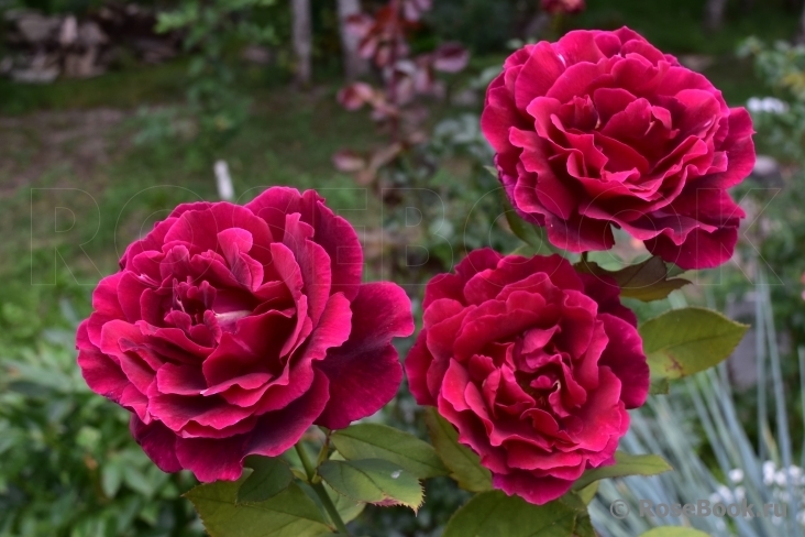 Роза Мистер Линкольн 4