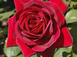 Роза Мистер Линкольн