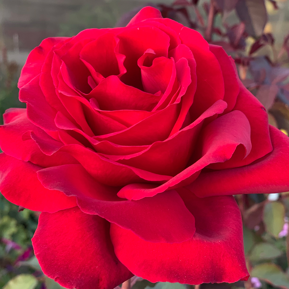 Роза Мистер Линкольн 6