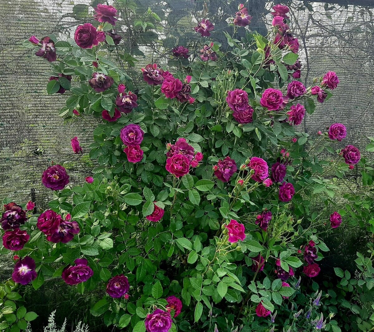 Роза Мистерьез 2