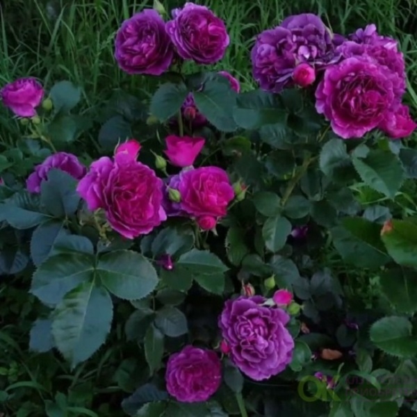 Роза Мистерьез 3