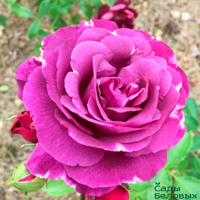 Роза Мистерьез 4