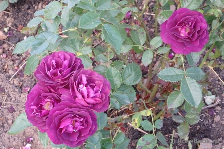 Роза Мистерьез 5